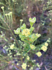 Pimelea flava