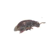 Phobelius mexicanus