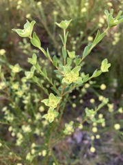 Pimelea flava