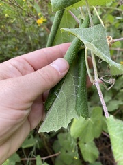 Desmia funeralis