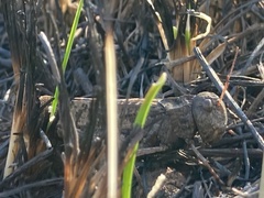 Arphia pseudonietana