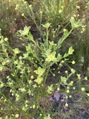 Pimelea flava