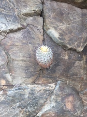 Copiapoa dealbata