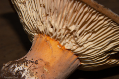 Lactifluus clarkeae