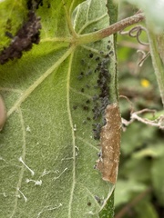 Desmia funeralis