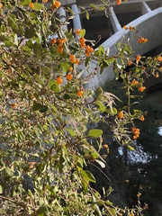 Cercocarpus betuloides