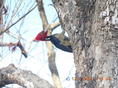 Campephilus guatemalensis