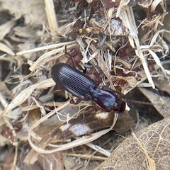 Stenomorphus californicus