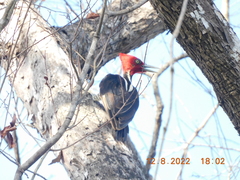 Campephilus guatemalensis