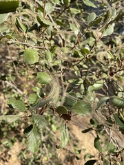 Cercocarpus betuloides