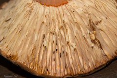 Lactifluus clarkeae