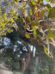 Cercocarpus betuloides