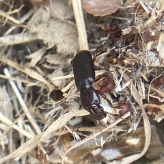 Stenomorphus californicus