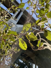 Cercocarpus betuloides