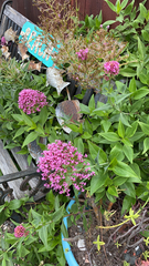 Centranthus ruber