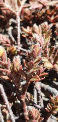 Pimelea oreophila