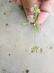 Cyanthillium cinereum