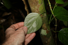 Piper lanatum