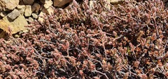 Pimelea oreophila
