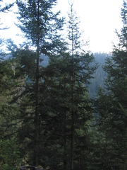 Abies religiosa