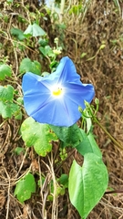 Ipomoea tricolor