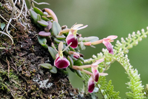 Epidendrum peperomia Rchb.f.