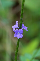 Stachytarpheta jamaicensis