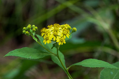 Verbesina oerstediana