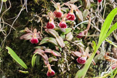 Epidendrum peperomia