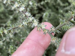 Salsola tragus