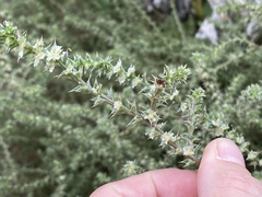 Salsola tragus