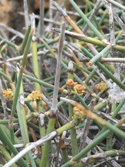 Ephedra chilensis