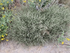 Salsola tragus