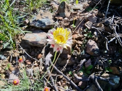 Leucochrysum albicans