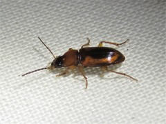 Stenolophus dissimilis