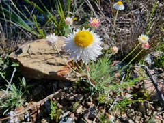Leucochrysum albicans