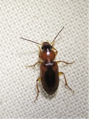 Stenolophus dissimilis