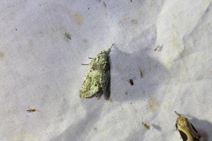 Macrurocampa marthesia