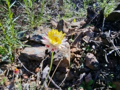 Leucochrysum albicans