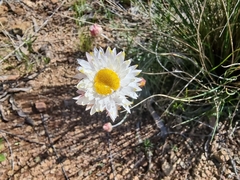 Leucochrysum albicans