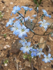 Zephyra elegans