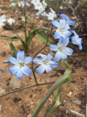 Zephyra elegans