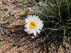 Leucochrysum albicans