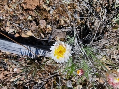 Leucochrysum albicans
