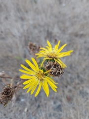 Grindelia hirsutula