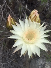 Trichocereus deserticola