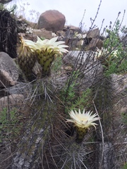 Trichocereus deserticola
