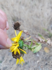 Grindelia hirsutula