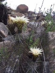 Trichocereus deserticola