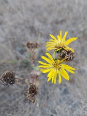 Grindelia hirsutula